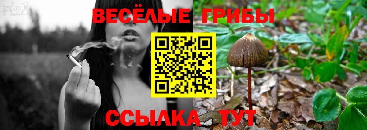 Псилоцибиновые грибы Psilocybine cubensis  Вход с VPN  Улан-Удэ 